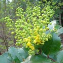 Mahonia aquifolium P3 P14 P16 P30 (2)